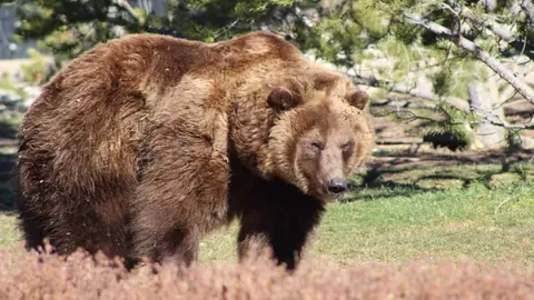森林狼紧握第七席位，捍卫西部领先地位，快船仅差0.5胜场。